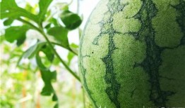 云木吃瓜视频入口在哪看,视频入口一网打尽