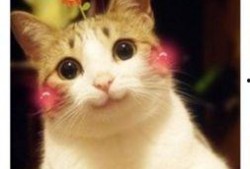 喵咪吃瓜视频素材下载大全,萌宠欢乐时光集锦