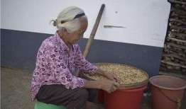 面瓜对老人吃有害吗视频,健康隐患还是营养佳品？