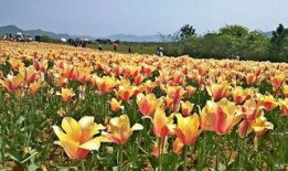 郁金香吃瓜视频