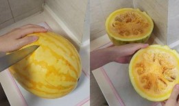 吃黄皮瓜视频大全,视频大全带你领略美味瞬间