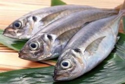 活八瓜鱼吃货视频大全集,一场味蕾的盛宴之旅