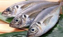 活八瓜鱼吃货视频大全集,一场味蕾的盛宴之旅