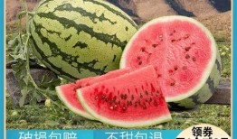 压砂瓜的皮可以吃吗视频,视频揭示惊人真相