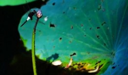 马吃王瓜的视频