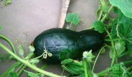 李哥吃哈密瓜视频大全,视频大全带你领略甜蜜诱惑