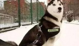 哈士奇吃瓜视频搞笑,笑料百出，萌宠搞笑瞬间