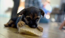 小孩吃瓜狗吃虫视频,小童吃瓜与狗狗捕虫的欢乐瞬间