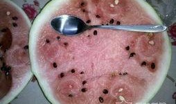 麒麟瓜黄肉可以吃吗视频,揭秘可食用之谜