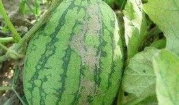 吃小凤瓜的好处和坏处视频,益处与风险揭秘