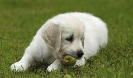 小狗可以吃小白瓜吗视频,营养与安全的双重考量