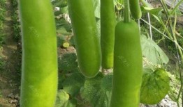 瓠瓜如何削皮快速吃视频,轻松享受美味佳肴