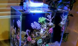 鱼缸吃瓜视频,揭秘水下生物的趣味瞬间