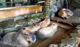 日本水豚吃瓜比赛视频,萌宠大作战