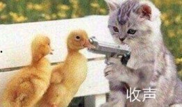 劝大家不要看吃瓜的视频,守护心灵净土