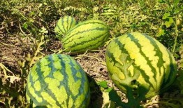 小康吃瓜视频在线观看网站,揭秘热门视频网站，畅享在线观看盛宴