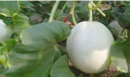 米熊可以吃白兰瓜吗视频,一场美味的邂逅