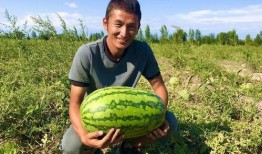 小康吃瓜视频在线观看网站,揭秘热门视频网站，畅享在线观看盛宴