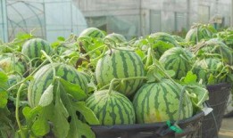 动物吃瓜视频模板素材,动物们的“吃瓜”大作战