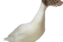 柯尔鸭吃瓜视频大全下载,萌宠欢乐时光集锦