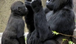 吃瓜吃成大猩猩视频,竟变身大猩猩！惊呆网友的神奇视频