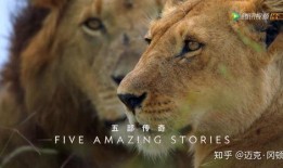 吃瓜视频纪录片大全,吃瓜群众视角下的纪录片全景解析