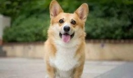 柯基犬夜路吃瓜视频