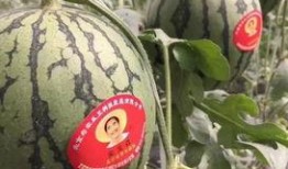 太原万国吃瓜事件视频,一场引发热议的网络狂欢