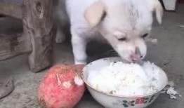 小狗可以吃小白瓜吗视频,营养与安全的双重考量