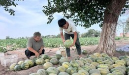 新疆近期吃瓜视频最新,吃瓜视频走红网络，揭秘新疆瓜果魅力
