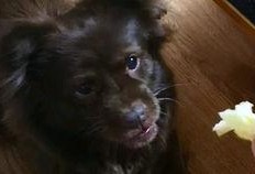 狗吃瓜的视频,萌宠吃瓜视频走红网络