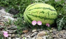 宁夏同心吃瓜视频,一场吃瓜盛宴，见证乡村新风尚