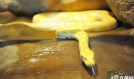 野生动物吃瓜视频播放,揭秘自然界的趣味瞬间