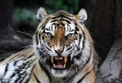 三只小老虎吃瓜视频大全,萌态十足视频大盘点