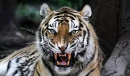 三只小老虎吃瓜视频大全,萌态十足视频大盘点