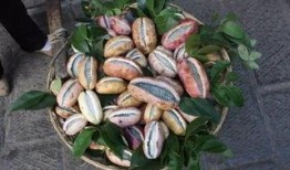 张宇吃八月瓜视频,趣味视频揭秘神秘果实魅力