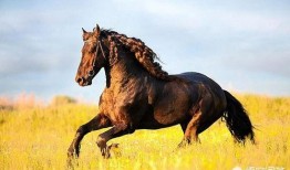 马吃王瓜的视频