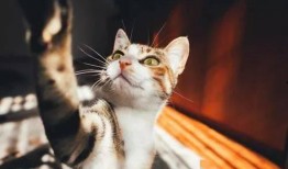 吃瓜人和猫视频下载,吃瓜人与猫咪的欢乐互动瞬间