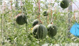 济宁微山吃瓜事件视频,一场引发热议的网络视频风波