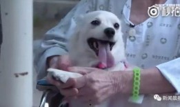 小白瓜狗子可以吃吗视频,揭秘狗狗的健康美食选择