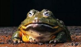 呆瓜组吃牛蛙视频,趣味横生美食瞬间