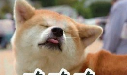 二狗很忙直播吃瓜视频,揭秘娱乐圈幕后故事