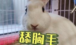 很火的吃瓜事件视频下载,视频下载背后的真相与争议