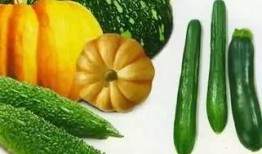 济宁微山吃瓜事件视频,一场引发热议的网络视频风波