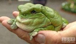 绿头蛙吃瓜视频大全集,趣味视频全集赏析
