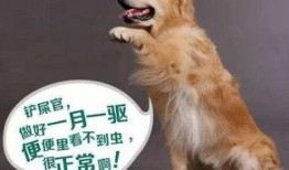 小孩吃瓜狗吃虫视频,小童吃瓜与狗狗捕虫的欢乐瞬间