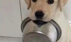 吃瓜拉布拉多被抓视频大全