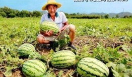 武汉崇仁路吃瓜视频,一幕引发网友热议的武汉街头奇观