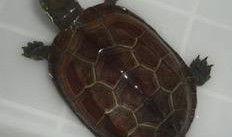 草龟可以吃白瓜吗视频,白瓜是否适宜作为其食物来源？