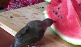 吃瓜小鸟的视频,揭秘视频中的趣味瞬间